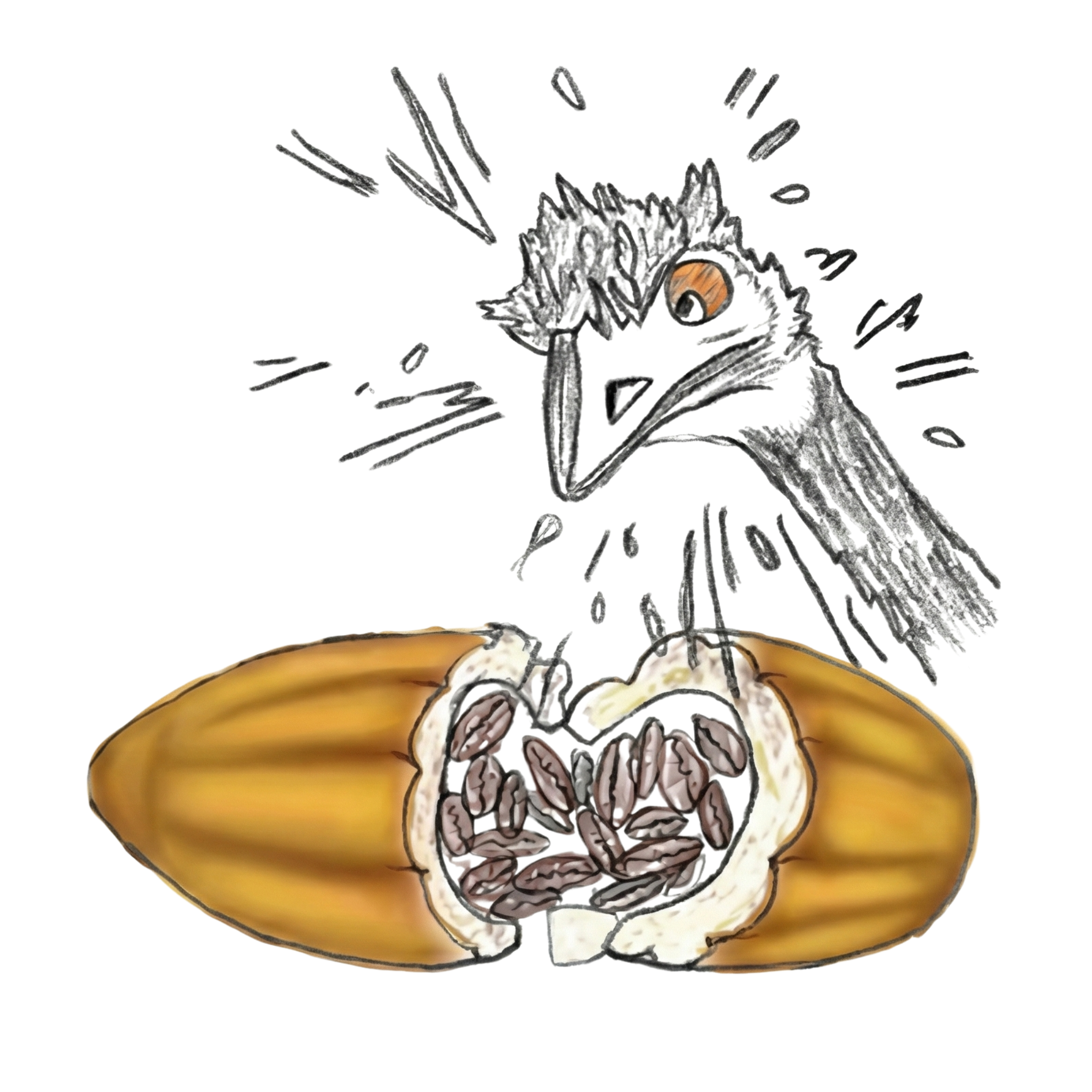Rare Cocoa logo